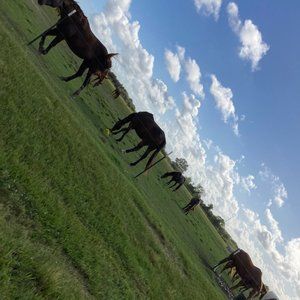 Meet your Posher, Cyrano